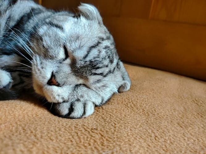 野良猫の飼い方必見:猫エイズと猫汎白血球減少症の予防方法