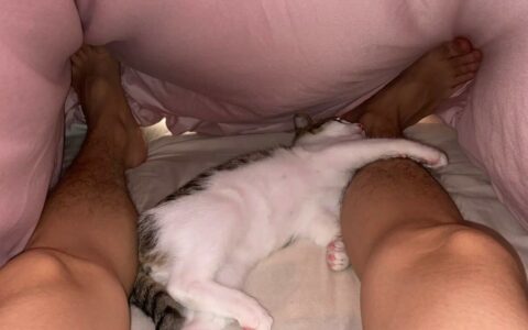 猫咪晚上不睡觉乱窜怎么办？专家教你调整宠物作息