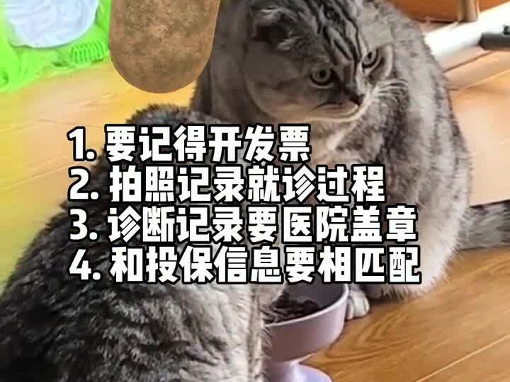 宠物保险理赔流程：从治疗到报销的 7 天个人经历