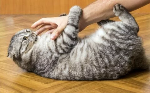 猫の泌尿器疾患完全ガイド：予防、診断、そして治療