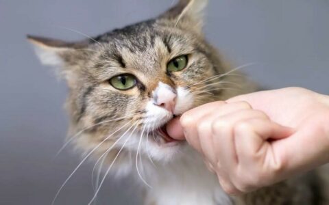 猫咪咬人怎么办？一分钟了解猫咬人的底层逻辑