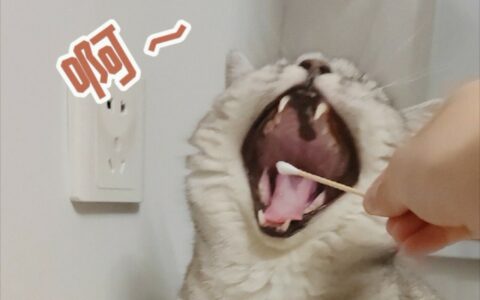 Unveiling Pet Bad Breath: 3 Major Causes and Solutions