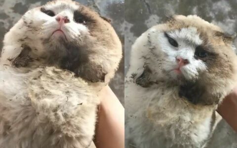 猫咪为什么喜欢钻灶坑？农村猫咪的独特取暖方式