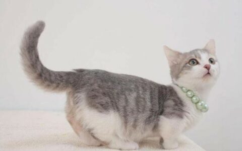 猫咪竖起尾巴不停抖动是什么意思？是标记领地还是表达好感？