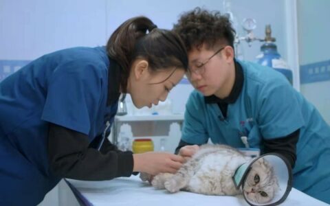 没打疫苗的猫可以做绝育吗？为什么接种疫苗至关重要
