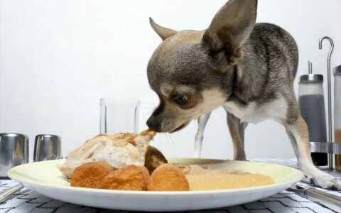 狗为什么喜欢吃粪便？揭秘动物的奇特饮食习惯