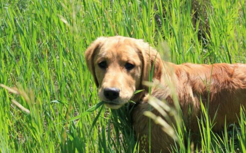 犬が草を食べる理由は？成年犬と幼犬の異なる原因を明かす