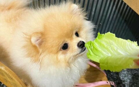 哪些蔬菜对狗狗有益？狗狗蔬菜饮食指南