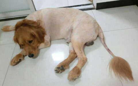 How Long Does it Take for a Dog’s Hair to Grow Back After Shearing?