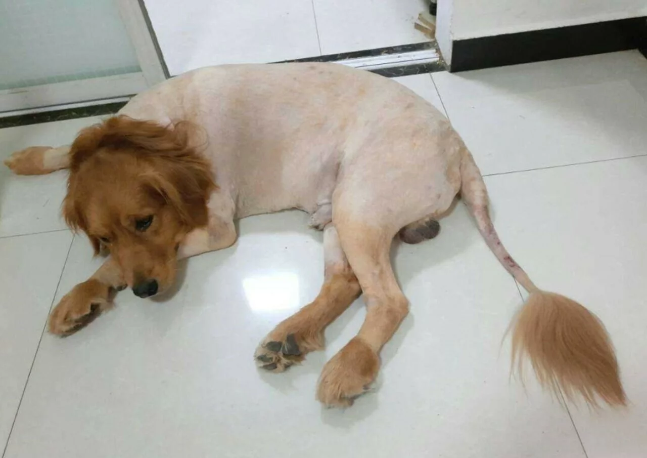 Dog-raising daily issues