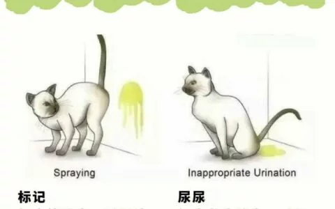 绝育后的公猫还乱会尿是怎么回事？猫乱尿的原因