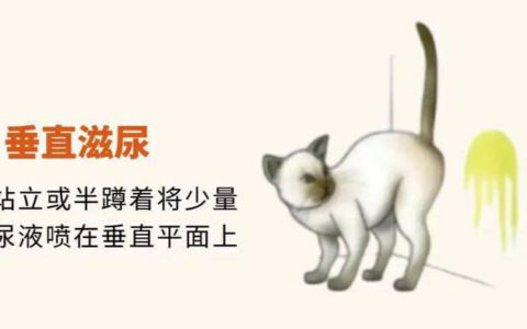 绝育后的猫还到处乱尿是怎么回事？猫咪乱尿的原因