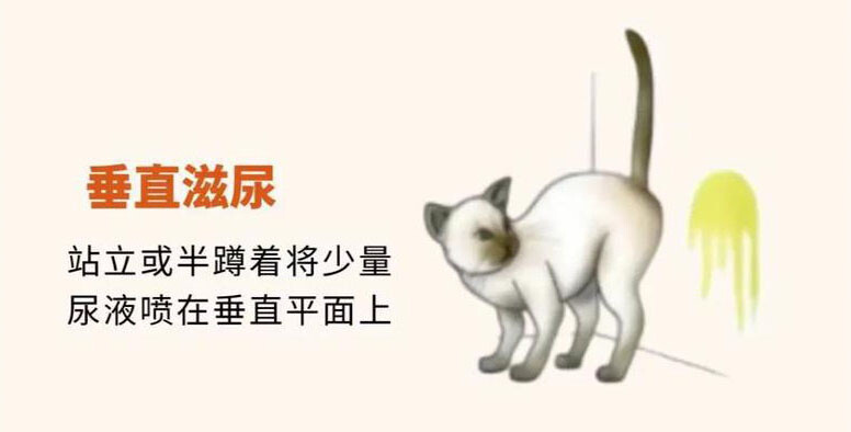 人与宠物