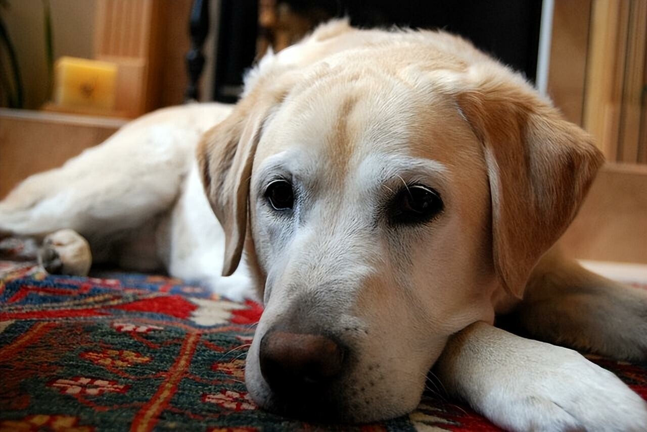 犬も認知症にかかる?これらの異常行動を知っておく必要があります