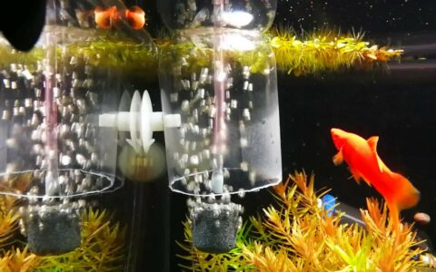 鱼缸养鱼需要打氧吗？提升氧气含量的实用技巧