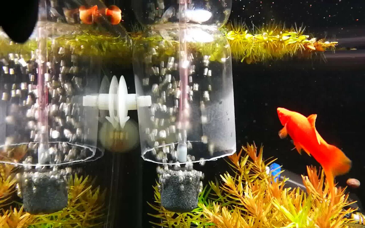 鱼缸养鱼需要打氧吗?提升氧气含量的实用技巧
