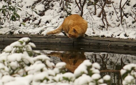 Survival Strategies for Stray Cats in Winter: How to Provide Effective Help