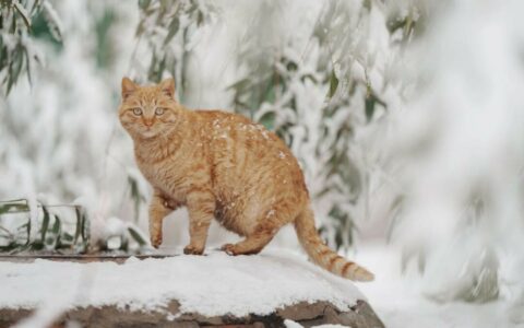 猫咪最适宜的温度，冬季猫咪保暖秘诀
