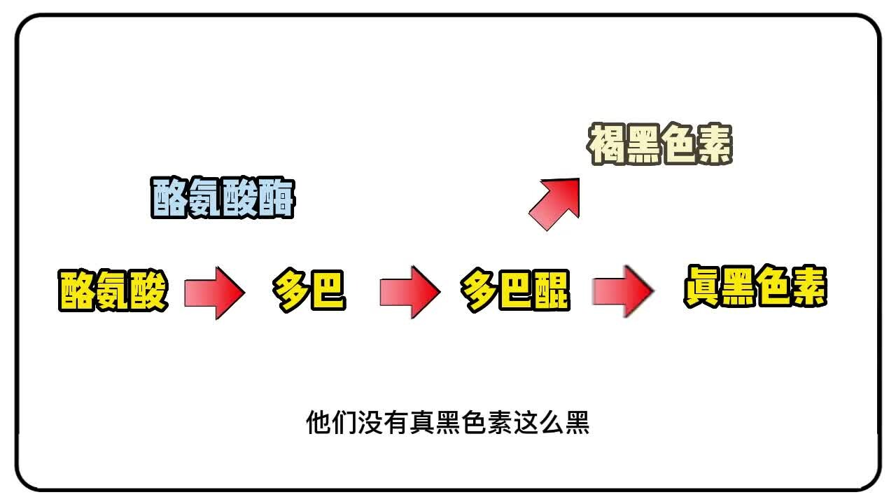 揭秘狗鼻头掉色原因：基因、环境与饮食的关键影响