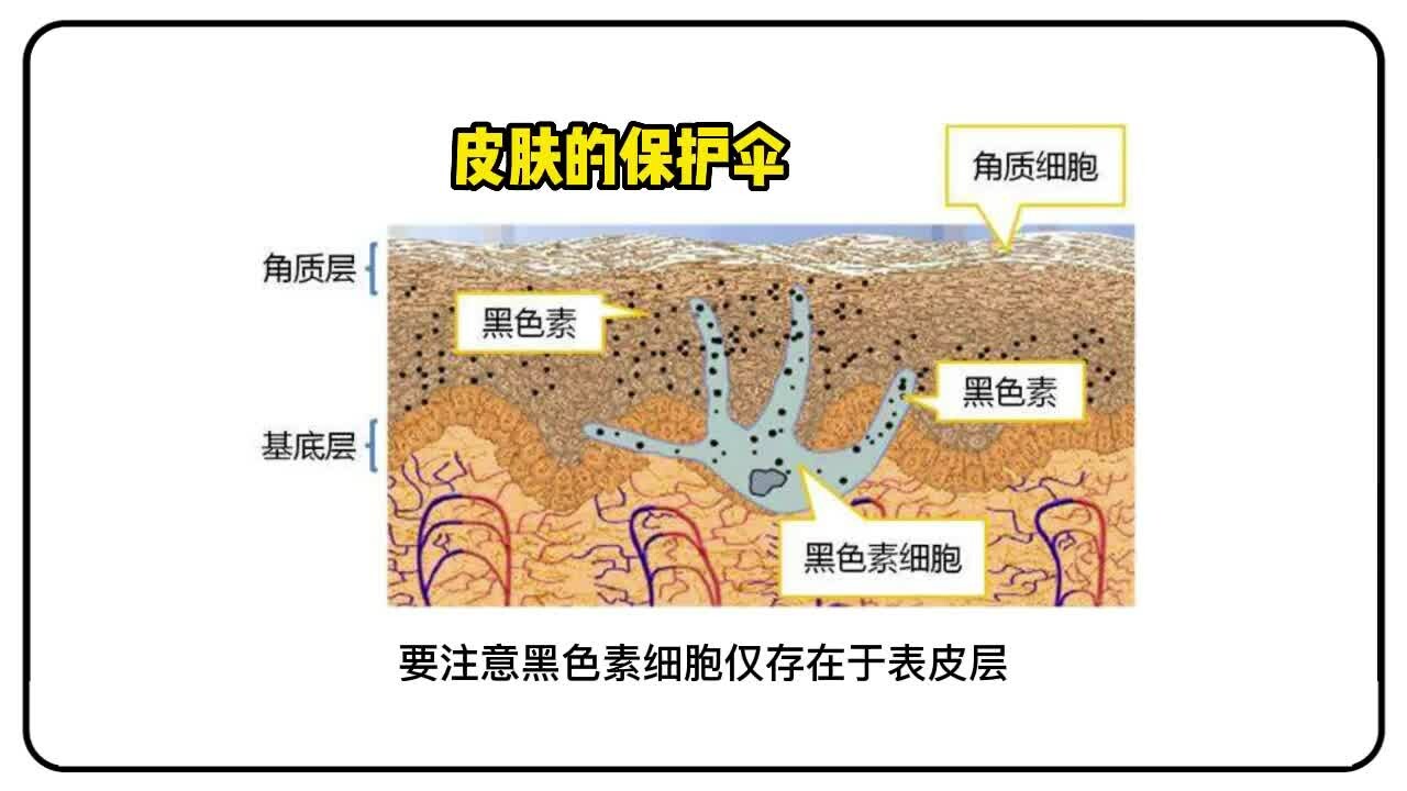 揭秘狗鼻头掉色原因：基因、环境与饮食的关键影响