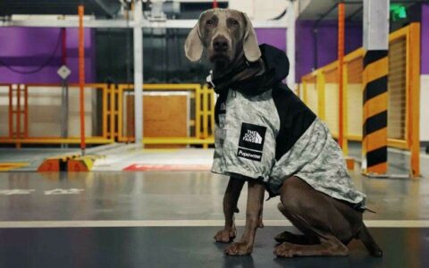 冬天狗狗需不需要穿衣服？影响因素解析