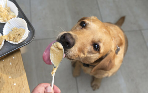 What to Do When Your Dog Vomits: Analysis of Causes and Remedies