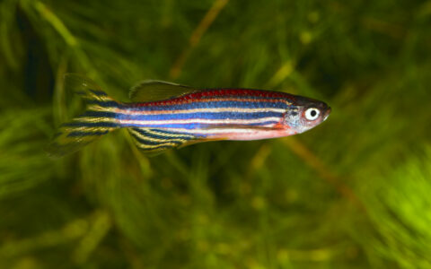 Can Guppies and Zebrafish Live Together? Key Factors to Avoid Aggression