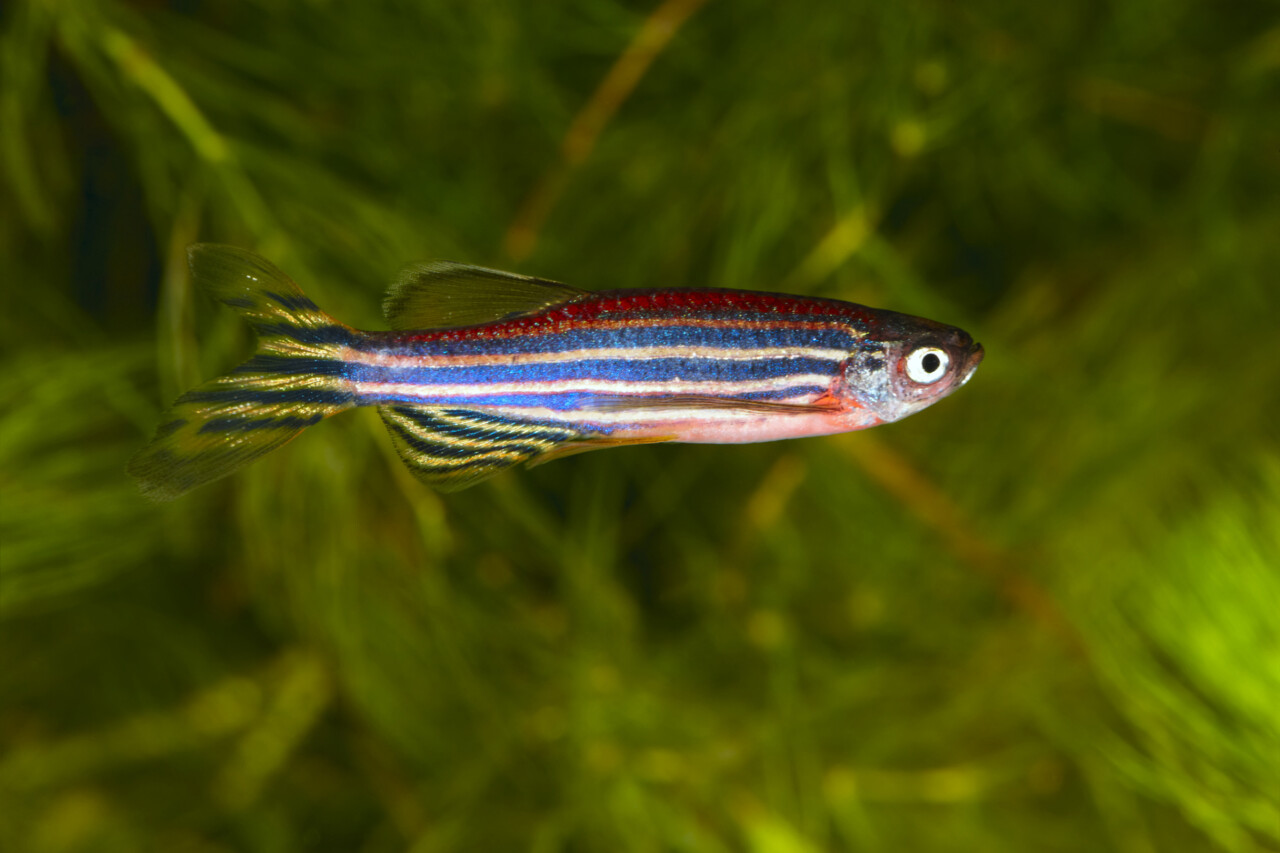 Can Guppies and Zebrafish Live Together? Key Factors to Avoid Aggression