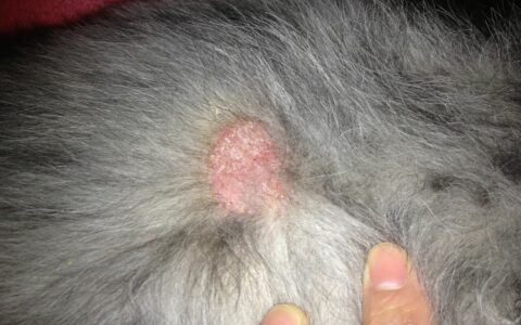 What to Do If Your Dog Has Ringworm? Effective Treatments and Precautions