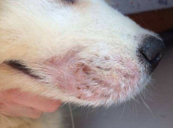 Common Types of Skin Diseases in Dogs and Home Treatment Methods