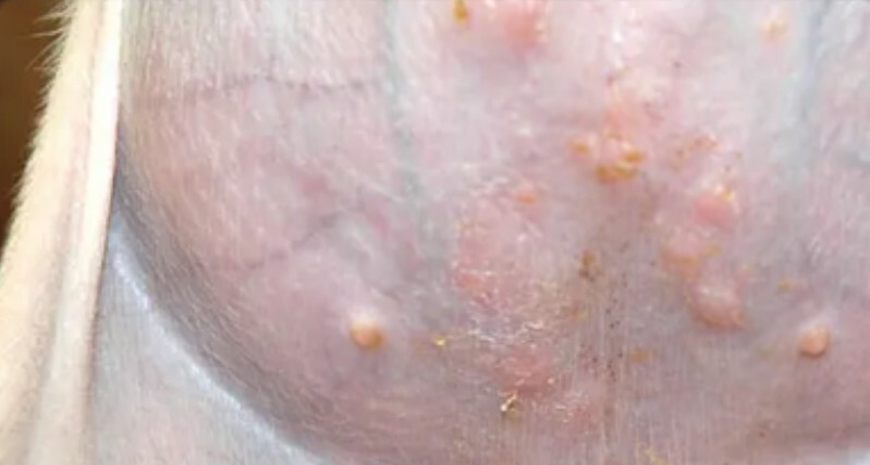 Common Types of Skin Diseases in Dogs and Home Treatment Methods