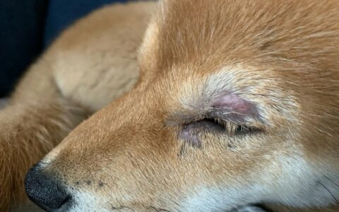 Common Types of Skin Diseases in Dogs and Home Treatment Methods