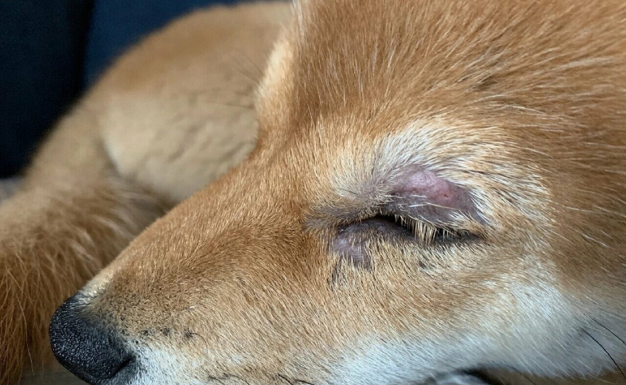 Common Types of Skin Diseases in Dogs and Home Treatment Methods
