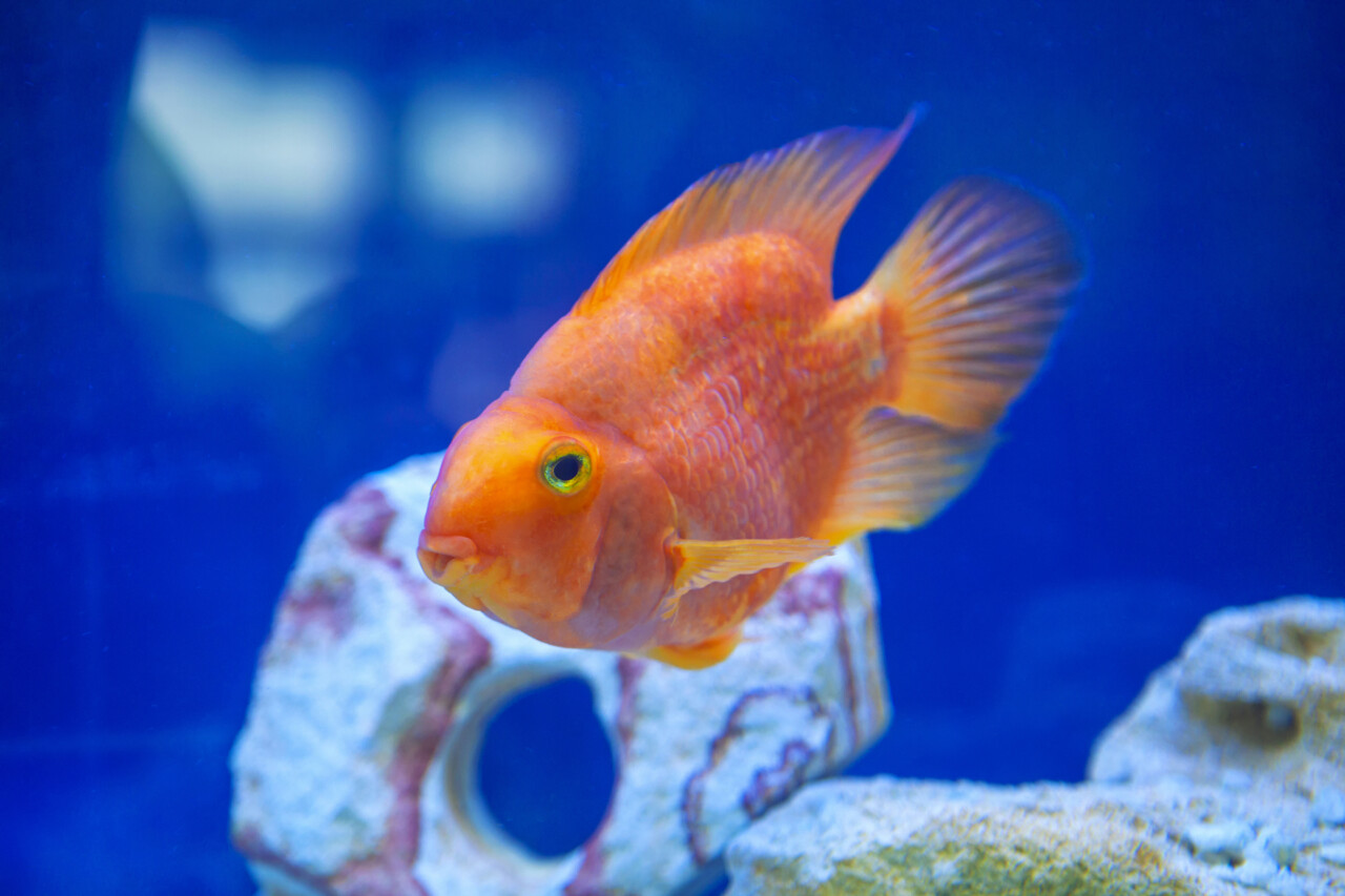 What is the Optimal Water Temperature for Parrot Cichlids? Temperature Control Methods for Different Body Sizes