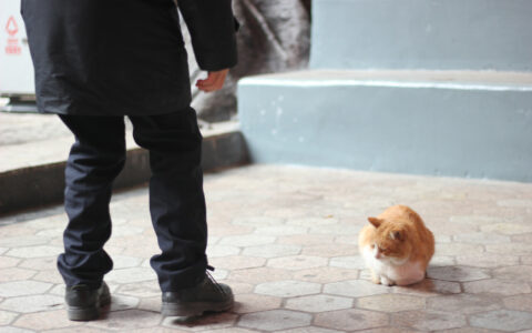 Is Feeding Stray Cats Right or Wrong? How to Find a Balance Between Humanitarianism and Ecology