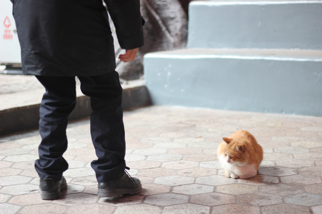 领养猫咪的标准是什么？必读领养人条件和注意事项