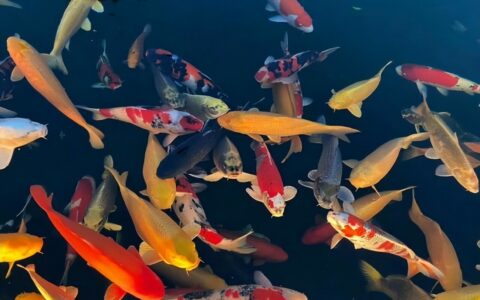 The Nine Major Pitfalls in Koi Keeping: A Guide for Beginners to Avoid Trouble