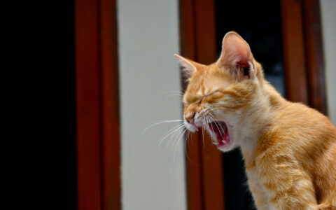What Causes Cats to Sneeze Frequently? An Analysis of 3 Common Causes