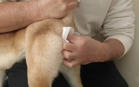 What to Do If Your Dog’s Anus is Red? Analysis of Four Common Causes