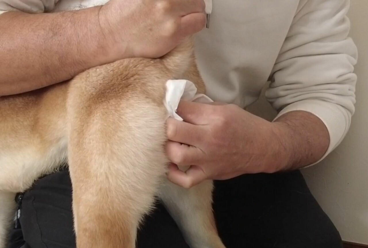 犬の肛門が赤い時の対処法?4 つの一般的な原因の分析