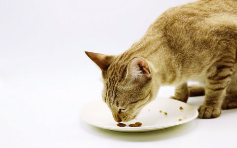 猫咪能吃巧克力吗？巧克力对猫的危害与中毒症状
