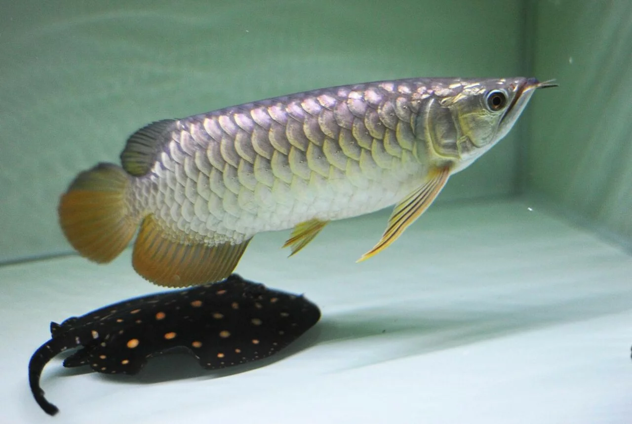 Silver Arowana Care Tips: Best Water Temperature, Diet, and Aquarium Selection Guide