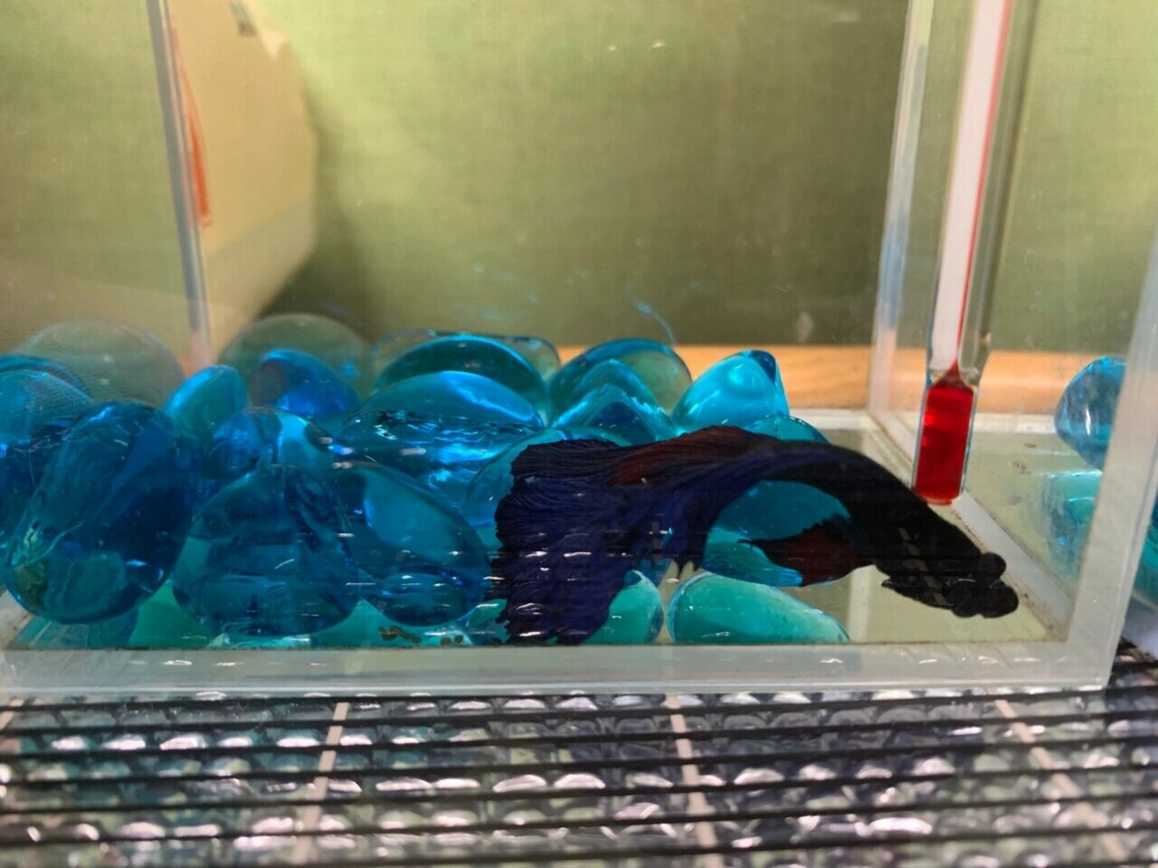 Why Do Fish Rest at the Bottom of the Tank? Understanding the Impact of Water Quality and Environmental Changes