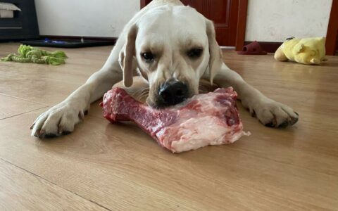 Can Dogs Eat Raw Meat? The Correct Way to Feed Raw Meat and Common Misconceptions