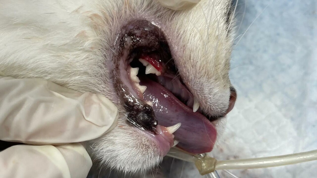 猫の口内潰瘍の治療法大百科:歯石、歯茎炎、牙周炎の予防と治療
