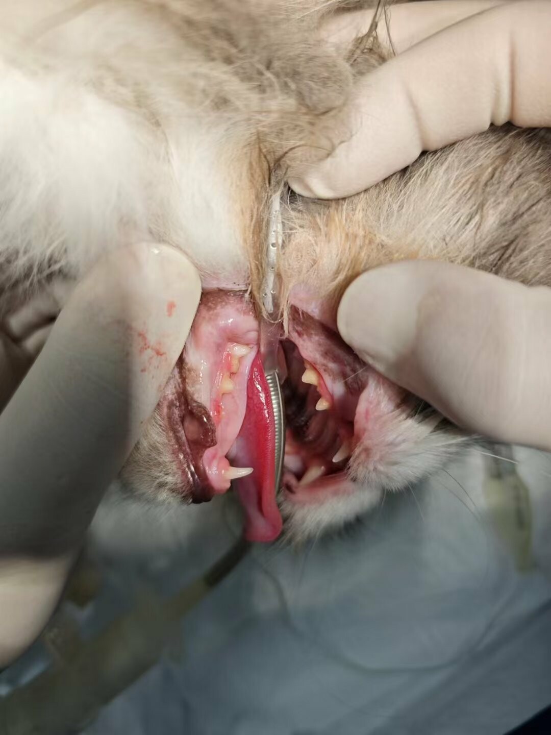 猫の口内潰瘍の治療法大百科:歯石、歯茎炎、牙周炎の予防と治療