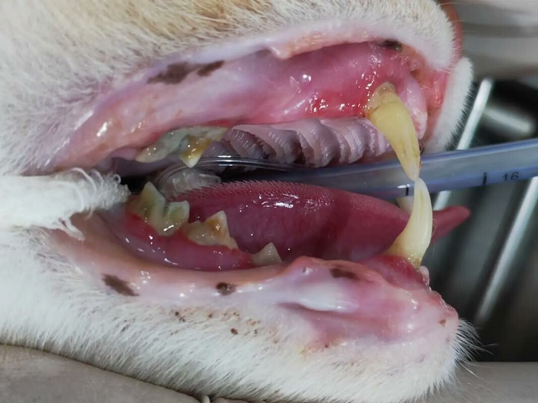 猫の口内潰瘍の治療法大百科:歯石、歯茎炎、牙周炎の予防と治療