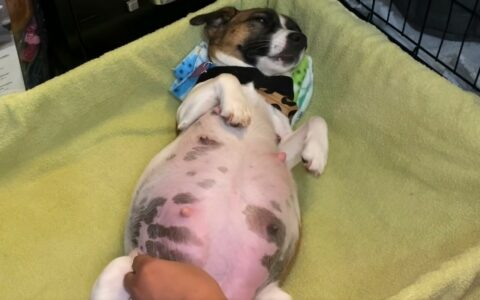 狗狗怀孕最明显的征兆：从受孕到分娩的全程解析