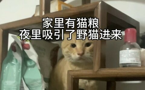 “圆头耄耋”是什么梗？网络热议的猫咪特点解析