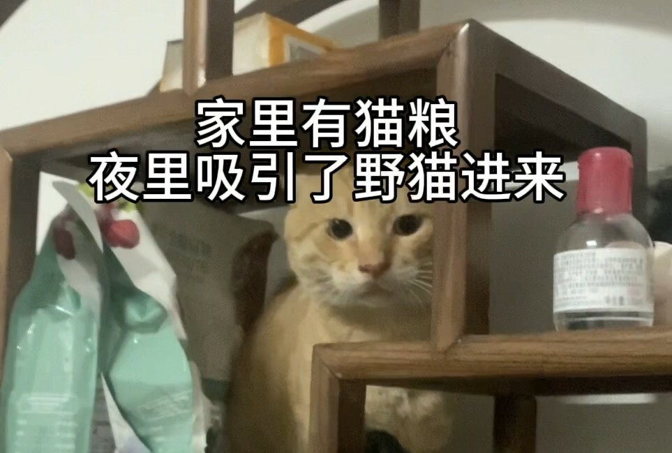 “圆头耄耋”是什么梗?网络热议的猫咪特点解析
